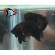 PDEC 2446